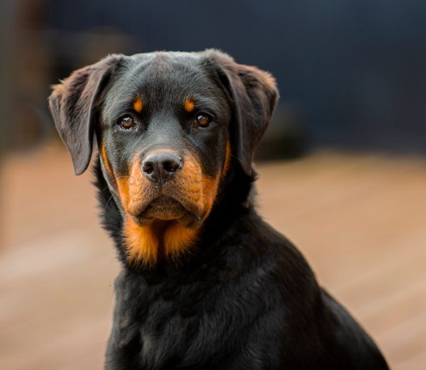 Pas gai, le chien du boucher