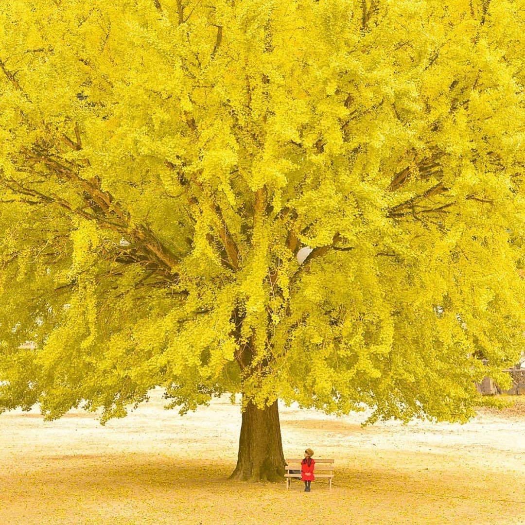 L’arbre-minuit