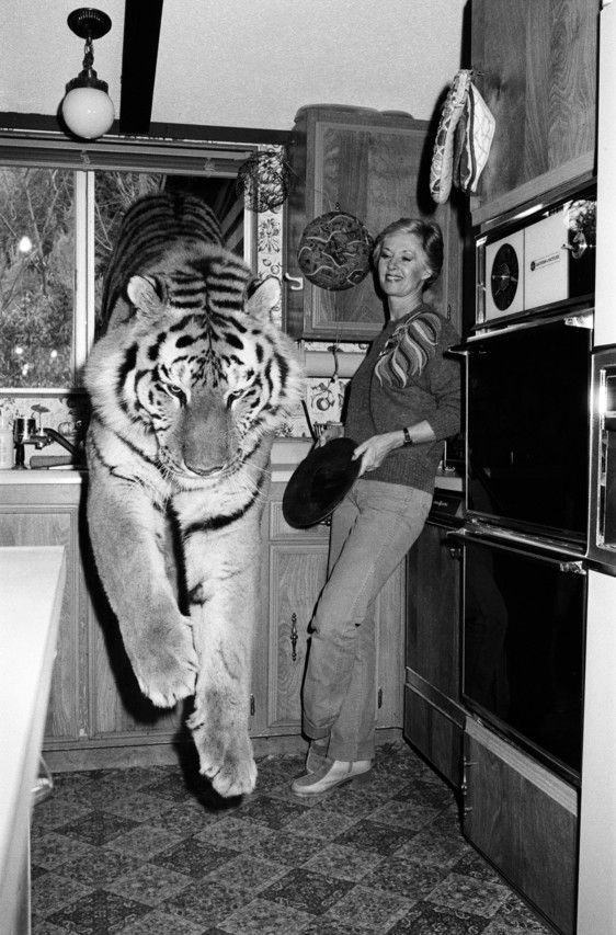 Mon tigre et moi