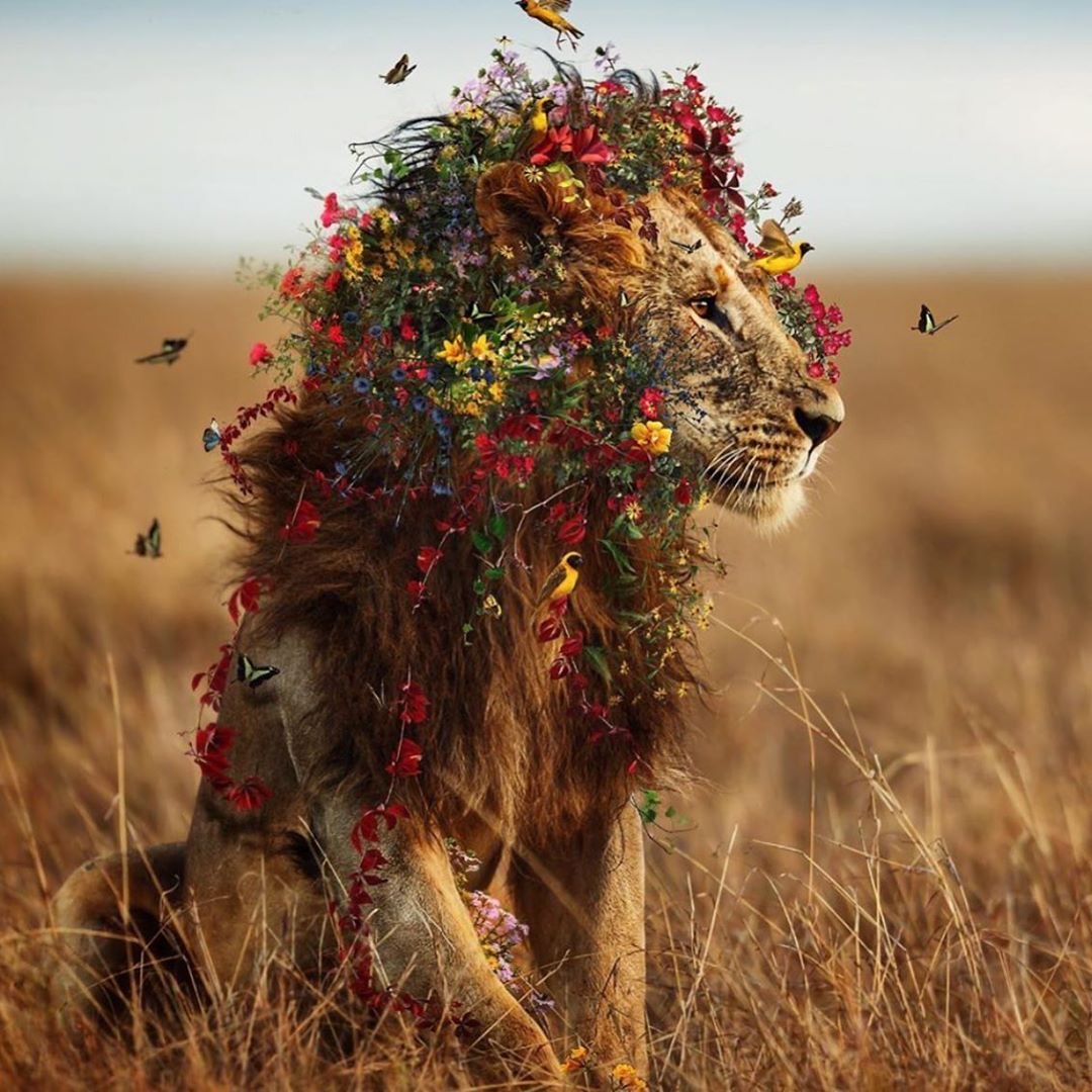 Le lion fleuri