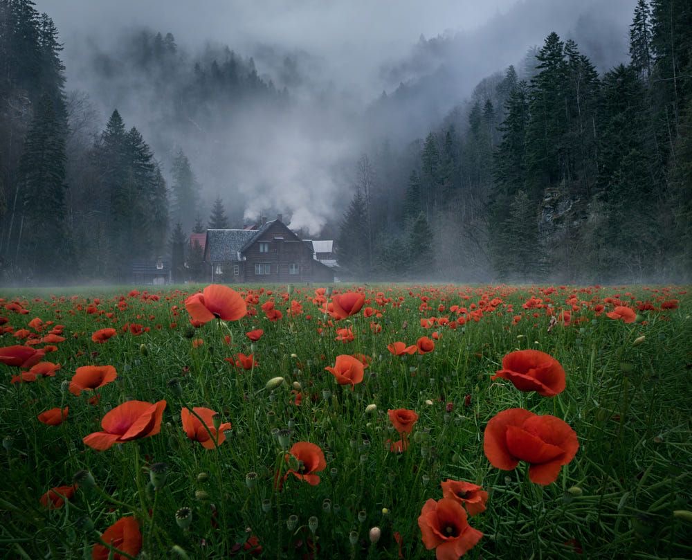 Le crépuscule des coquelicots