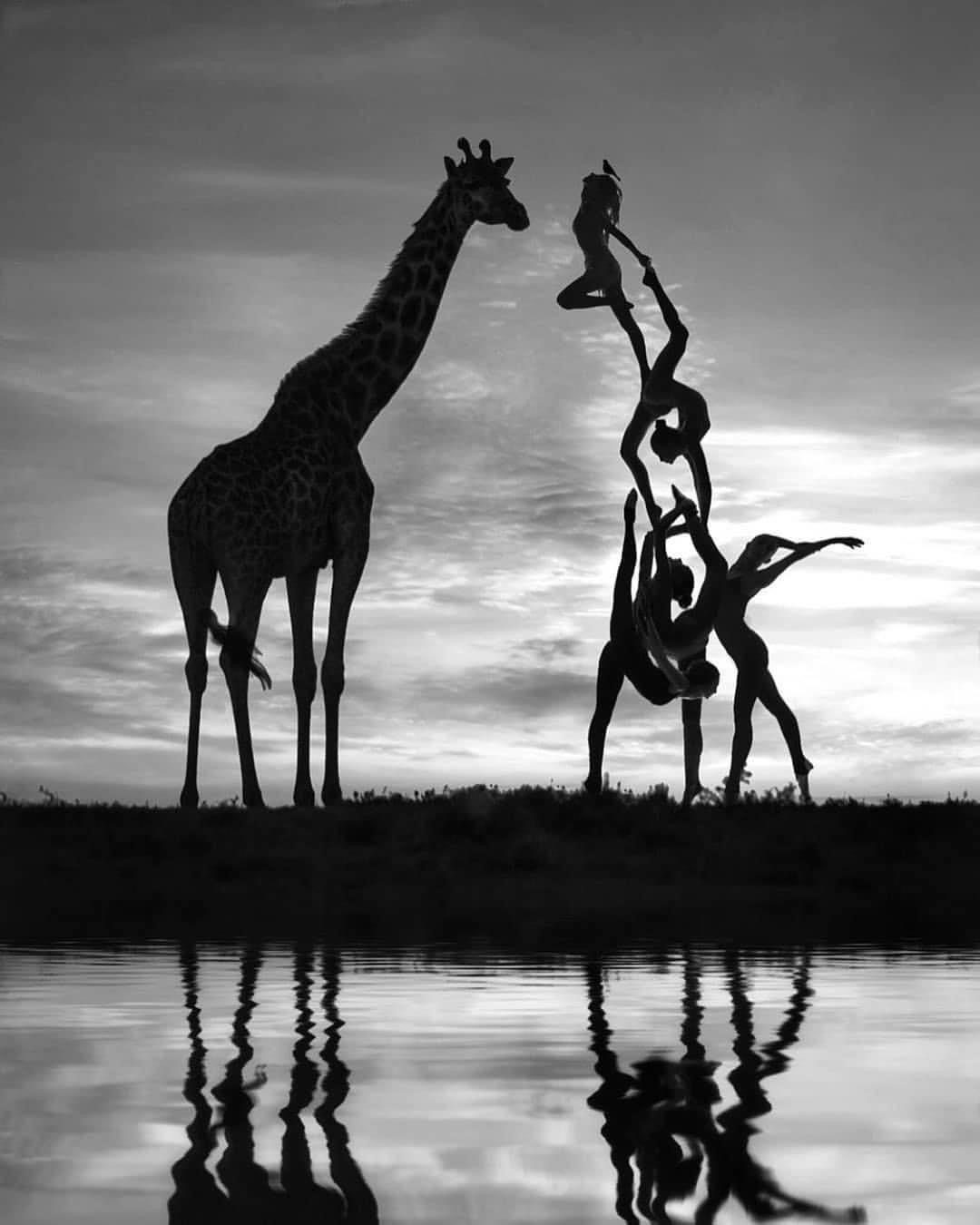 Il y a girafe et girafe