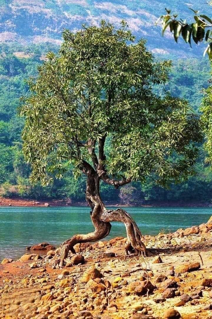 L’arbre qui marche