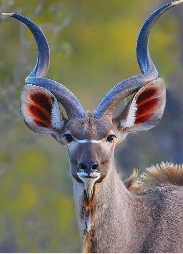 Interlope Impala