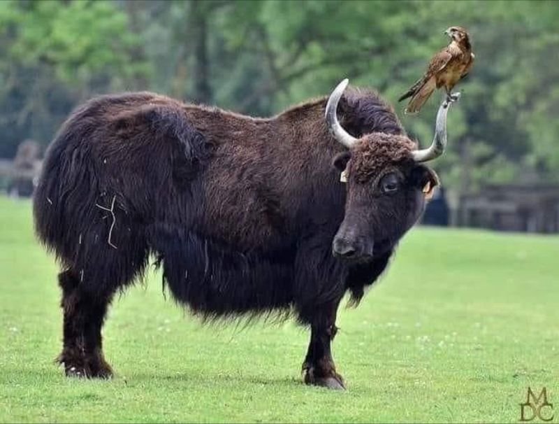 Yack à faucon